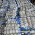 New Crop Chinese Garlic Pure White in Small Bag